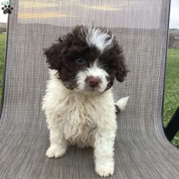 Kelly, Portuguese Water Dog Puppy