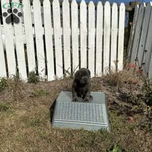 Davy, Cane Corso Puppy