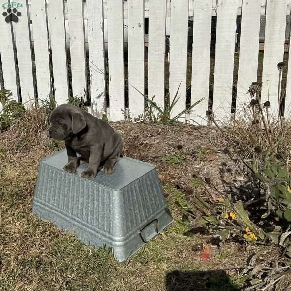 Davy, Cane Corso Puppy