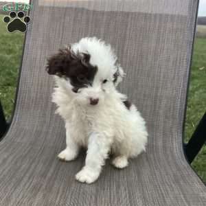 Sailor, Portuguese Water Dog Puppy