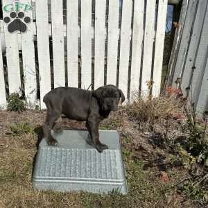 Donny, Cane Corso Puppy