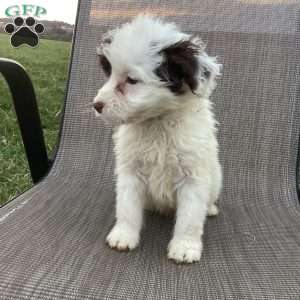 Sailor, Portuguese Water Dog Puppy