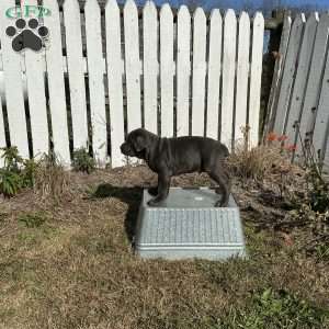 Donny, Cane Corso Puppy