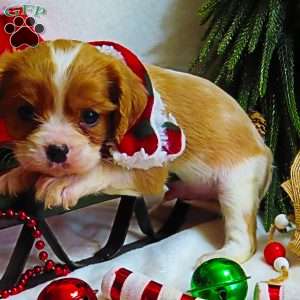 Snickerdoodle, Cavalier King Charles Spaniel Puppy