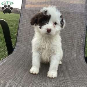 Sailor, Portuguese Water Dog Puppy