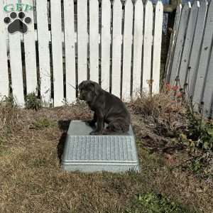 Donny, Cane Corso Puppy