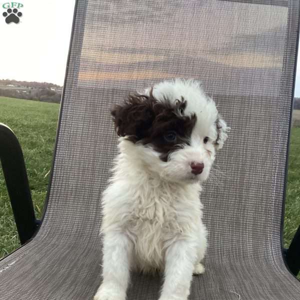 Sailor, Portuguese Water Dog Puppy