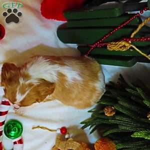 Snickerdoodle, Cavalier King Charles Spaniel Puppy