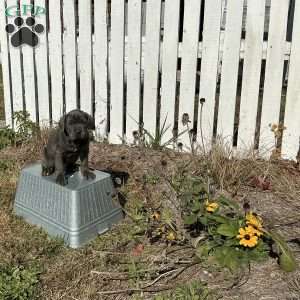 Donny, Cane Corso Puppy
