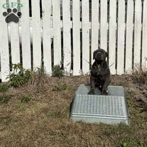 Donny, Cane Corso Puppy