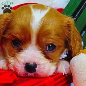Snickerdoodle, Cavalier King Charles Spaniel Puppy