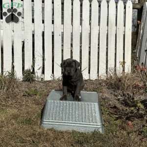 Donny, Cane Corso Puppy