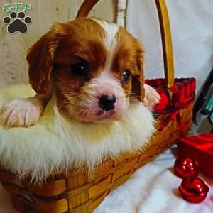 Snickerdoodle, Cavalier King Charles Spaniel Puppy
