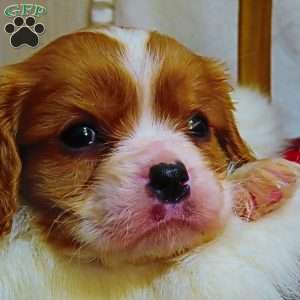 Snickerdoodle, Cavalier King Charles Spaniel Puppy