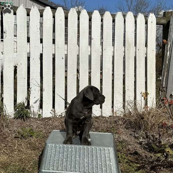 Donny, Cane Corso Puppy