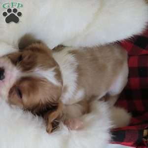 Snickerdoodle, Cavalier King Charles Spaniel Puppy