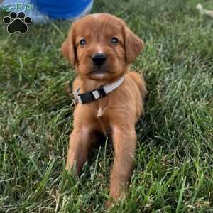 North, Golden Irish Puppy