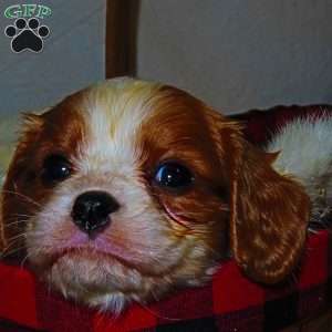 BonBon, Cavalier King Charles Spaniel Puppy