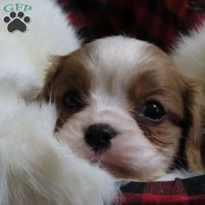 BonBon, Cavalier King Charles Spaniel Puppy