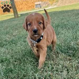 North, Golden Irish Puppy