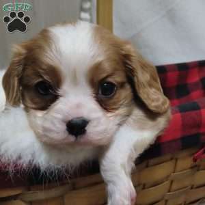 BonBon, Cavalier King Charles Spaniel Puppy