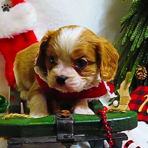 BonBon, Cavalier King Charles Spaniel Puppy