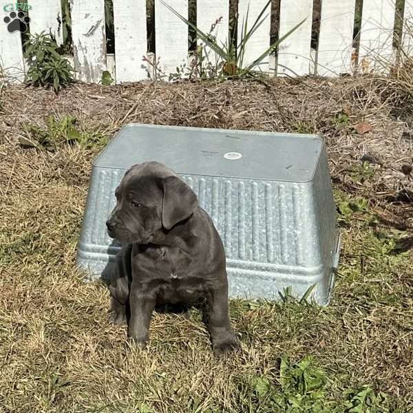 Clover, Cane Corso Puppy