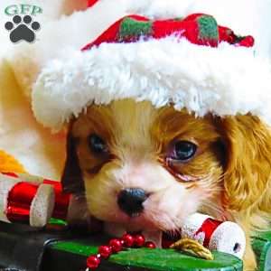 BonBon, Cavalier King Charles Spaniel Puppy