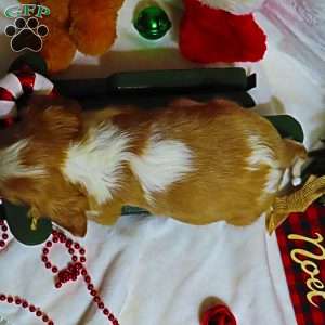 BonBon, Cavalier King Charles Spaniel Puppy