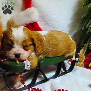 BonBon, Cavalier King Charles Spaniel Puppy