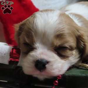 BonBon, Cavalier King Charles Spaniel Puppy