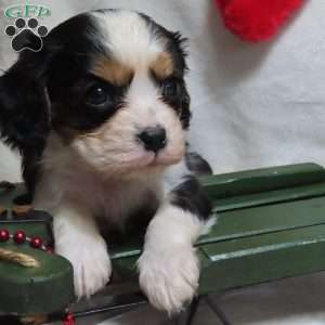 Mistletoe, Cavalier King Charles Spaniel Puppy