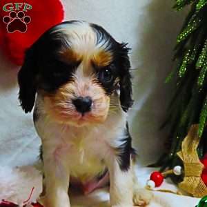 Mistletoe, Cavalier King Charles Spaniel Puppy