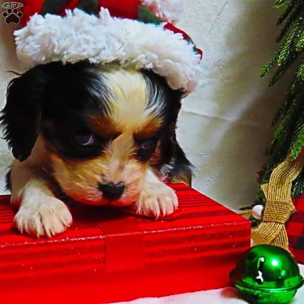 Mistletoe, Cavalier King Charles Spaniel Puppy