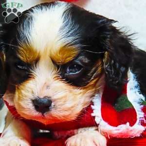Mistletoe, Cavalier King Charles Spaniel Puppy