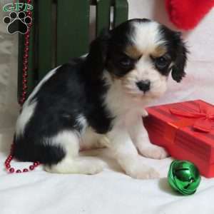 Mistletoe, Cavalier King Charles Spaniel Puppy