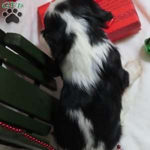 Mistletoe, Cavalier King Charles Spaniel Puppy