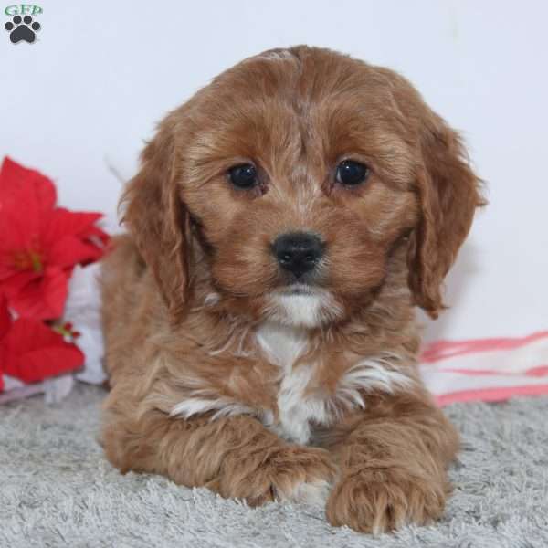 Gladys, Cockapoo Puppy