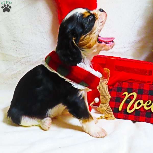 Holly, Cavalier King Charles Spaniel Puppy