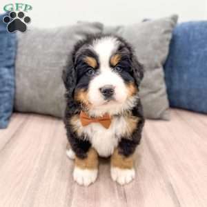 Boomer, Bernese Mountain Dog Puppy