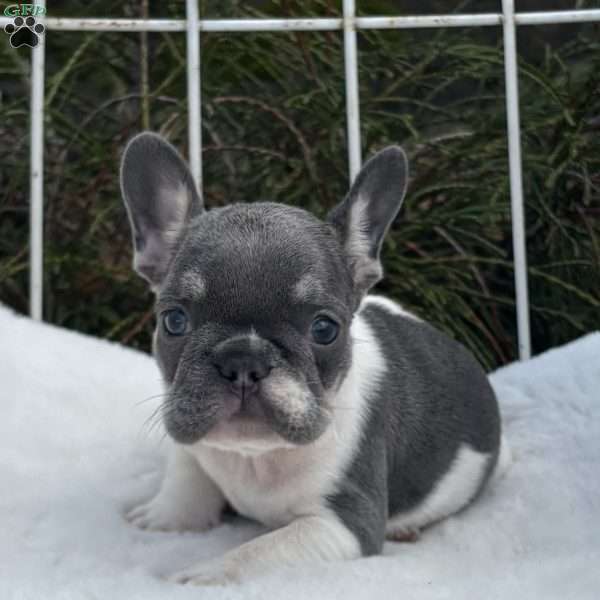 Major, French Bulldog Puppy