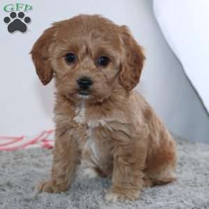 Ginger, Cockapoo Puppy