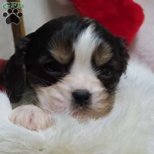 Peppermint, Cavalier King Charles Spaniel Puppy