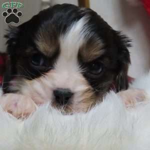 Peppermint, Cavalier King Charles Spaniel Puppy