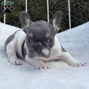 Major, French Bulldog Puppy