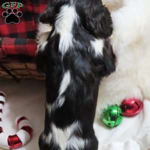 Peppermint, Cavalier King Charles Spaniel Puppy