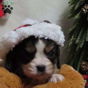 Peppermint, Cavalier King Charles Spaniel Puppy