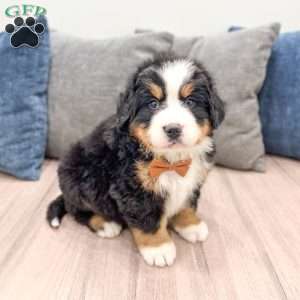 Boomer, Bernese Mountain Dog Puppy