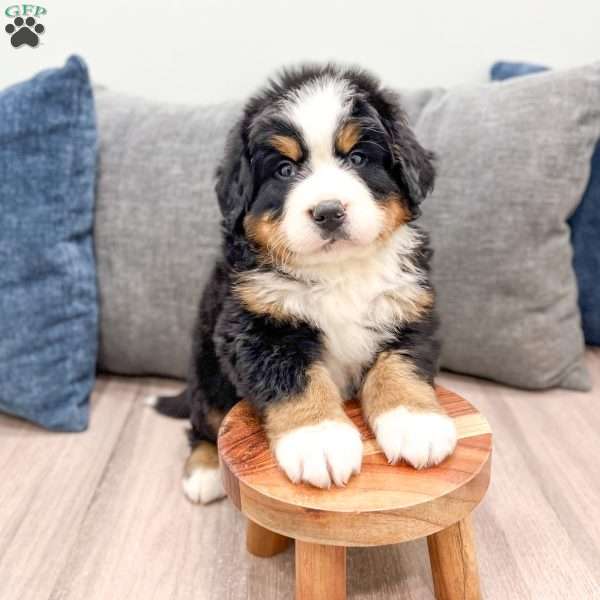 Boomer, Bernese Mountain Dog Puppy