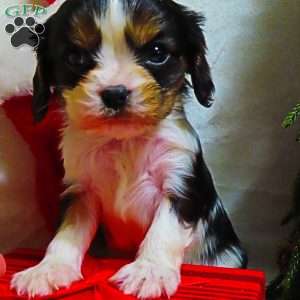 Peppermint, Cavalier King Charles Spaniel Puppy